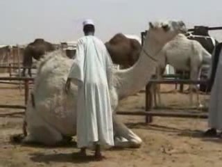 صور Camel Fair in Riyadh تجارة