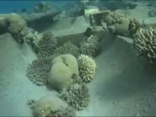 صور Coral reefs in Aqaba المناظر الطبيعية