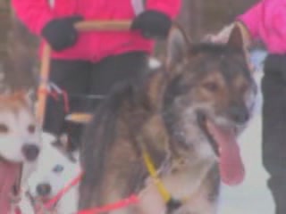 صور Dog Sled Ride in Posio تسلية