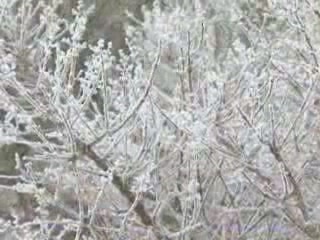 صور Flowering parks of Beppu متنزّه