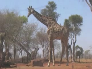 صور Kudu Hunting in Mozambique الصيد