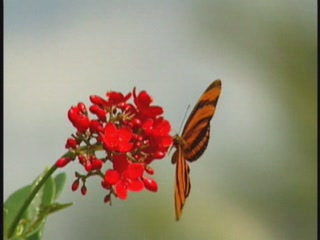 صور Nature of Cayman Islands ألطَّقص