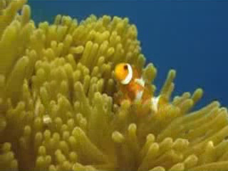 صور Underwater World in East Timor غوص