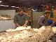 Wool Production in Tasmania