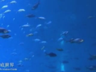 صور Xiamen Aquarium ألحيوَانَات