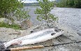 Fishing, Namsen river صور