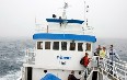 Whale Safari, Andenes صور