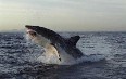 Gansbaai, Shark Cage Diving 图片