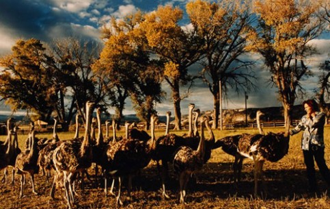 On the territory of South Africa there are more than 40 ostrich farms, the most popular of which are «Safari» and «Highgate». Here one can observe ostriches of different ages and buy souvenirs of ostrich leather and feathers, eggs