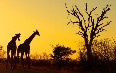 Kruger National Park 图片