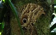 Mariposario, Mindo 写真