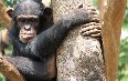 Tacugama Chimpanzee Sanctuary 图片