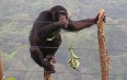 Tacugama Chimpanzee Sanctuary 图片