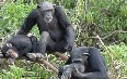 Tacugama Chimpanzee Sanctuary 图片