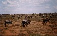 Tanzania, animals 写真