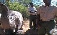 Feeding Elephants at Buffelsdrift Game Lodge Images