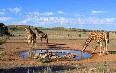 Gemsbok National Park Images