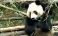 Giant Panda in Chengdu 写真