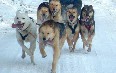 Greenlandic sled dogs 图片