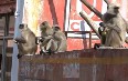 Monkeys on the streets of Jaipur 图片