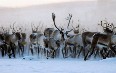 Reindeer in Greenland 写真