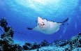 Saipan diving صور