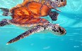 Sea Turtle Snorkeling in Bora Bora 写真