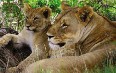 Shamwari Game Reserve Images