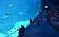 Singapore Aquarium صور