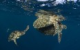 Sipadan diving Images