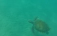 Snorkelling with Sea Turtles in Barbados 图片