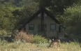 Tau Lodge Madikwe Images