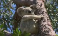 Townsville Nature Images