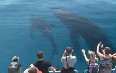 Whale Watching on Hervey Bay 写真